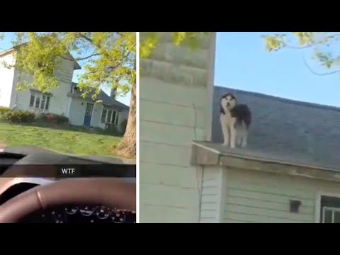 Dog Owner Stunned To Find Husky On Roof