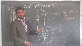 SEXUAL REPRODUCTION IN PLANTS