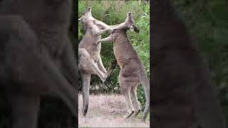 Kangaroos Are Terrifying Animals!
