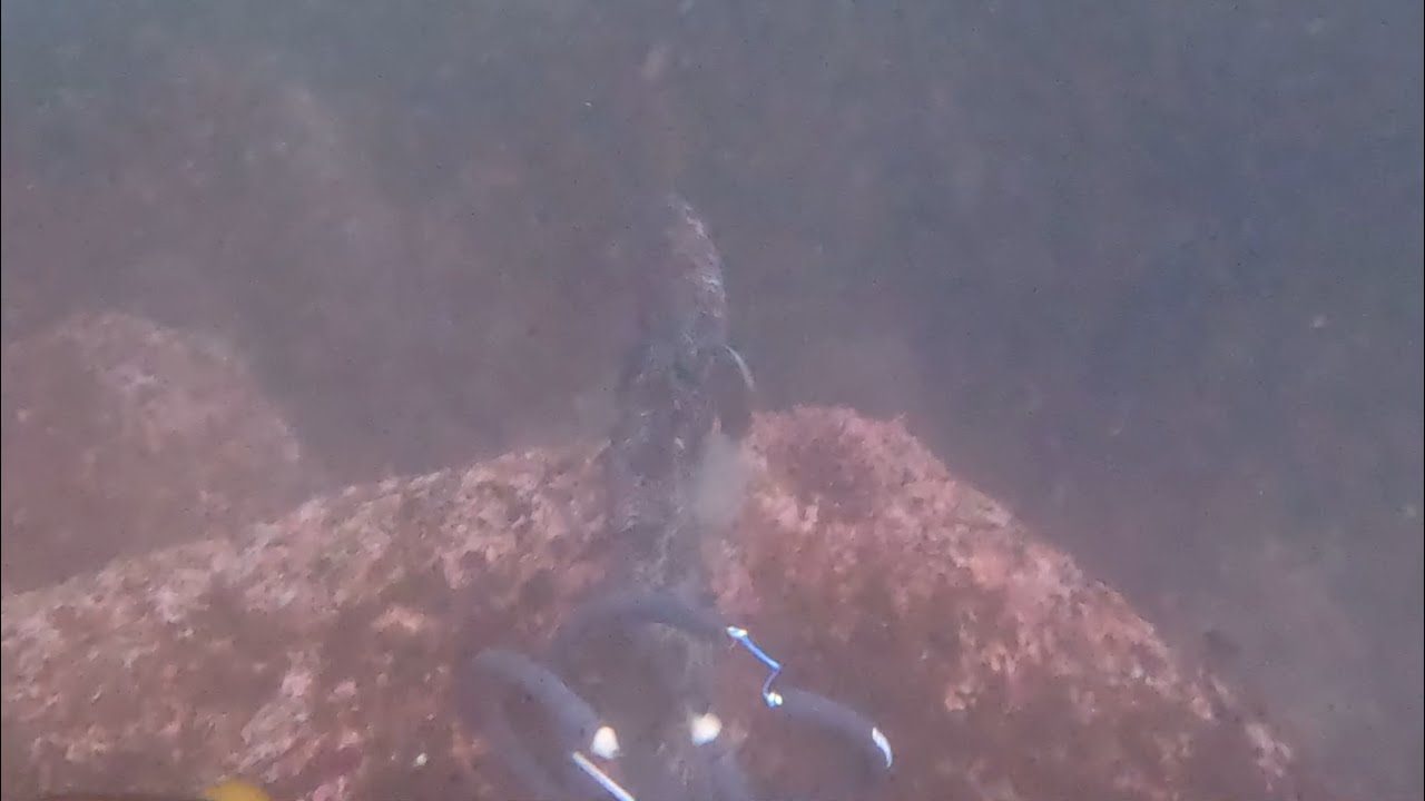 Marine area 4 - Washington coast spear fishing