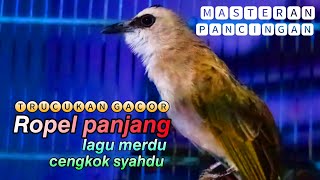 ROPEL MERDU trucukan gacor ropel panjang istimewa