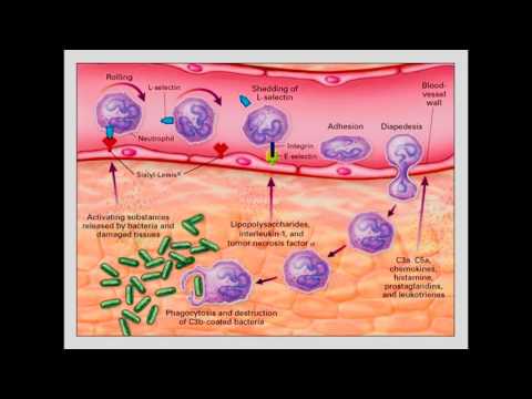 Vídeo: La Deficiencia De A-II-espectrina Afecta El Contacto Y La Migración De La Célula Endotelial-matriz Y Conduce A Un Deterioro De La Angiogénesis In Vitro