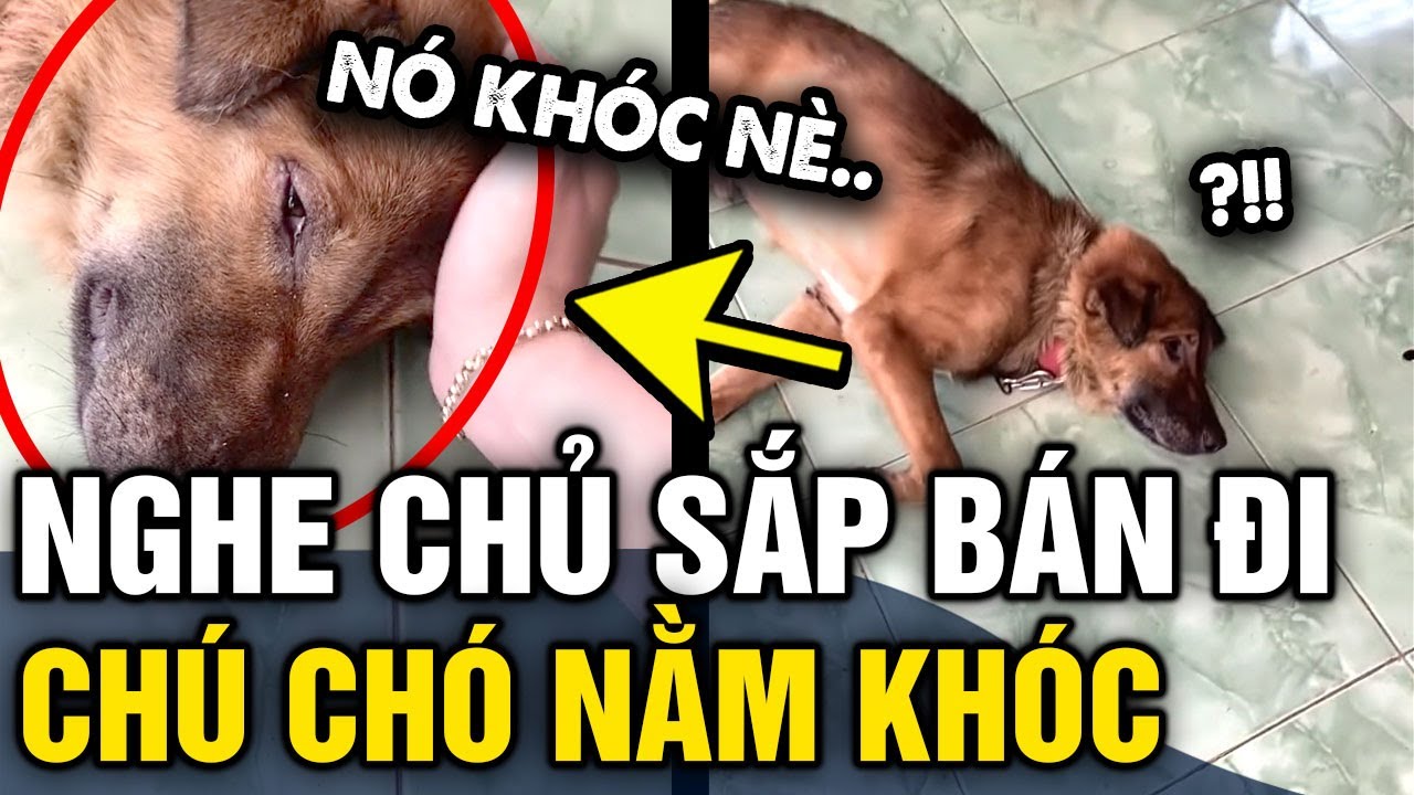 Nghe chủ ĐỊNH BÁN MÌNH cho người khác, chú chó BỎ ĂN NẰM KHÓC khiến ai thấy cũng thương | Tin 3 Phút