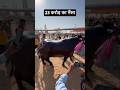 23 Crore Ka Bhainsa Anmol Animals Buffalo Pushkar 23 Crore Ka Bhainsa Anmol Animals Buffalo Pushkar
