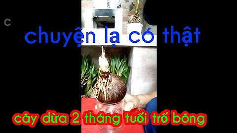 Cây dừa lạ có Một không hai