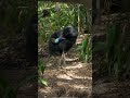 Dinosaur bird? No, a cassowary