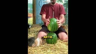 Bu Besleme Yöntemi İsrafı Bitirdi 🍉