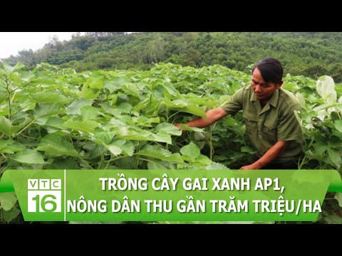 Video: Trồng cây gai dầu: Cách trồng cây che nắng bằng cây gai dầu