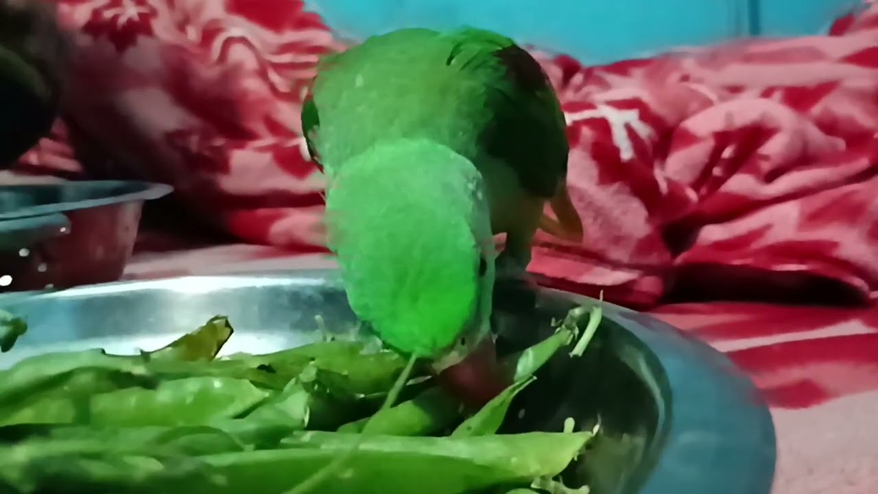 मिठु को सब्जी बहुत पसंद है  😍🦜❤ || Love You Leo || #loveyouleo #parrot #talkingparot#cute#funny 2026