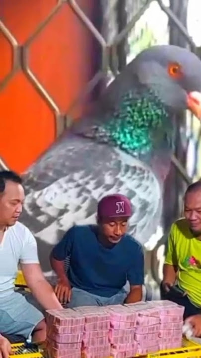 3 MERPATI TERMAHAL 2025 #merpatikolong #merpatilovers #merpati #merpatiindonesia #merpatinusantara