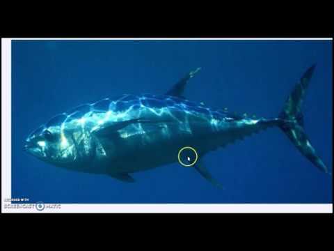 Video: Pesce predatore. Specie e diversità dei pesci predatori