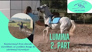 Lumina Part 2 / Kantarmayi fren olarak öğretilmiş bir at yeniden dengede yürümeyi öğreniyor