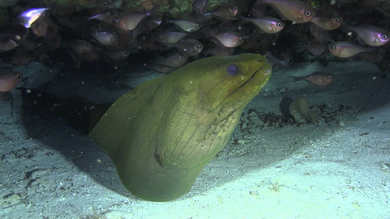 Green Moray Eel YouTube