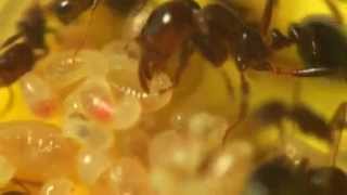 Fire Ants Trophallaxis