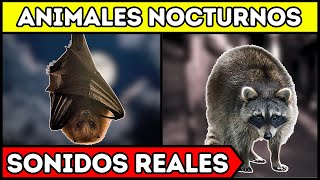 Animales Nocturnos | ¡ Aprende con Sonidos de Animales Nocturnos! screenshot 5