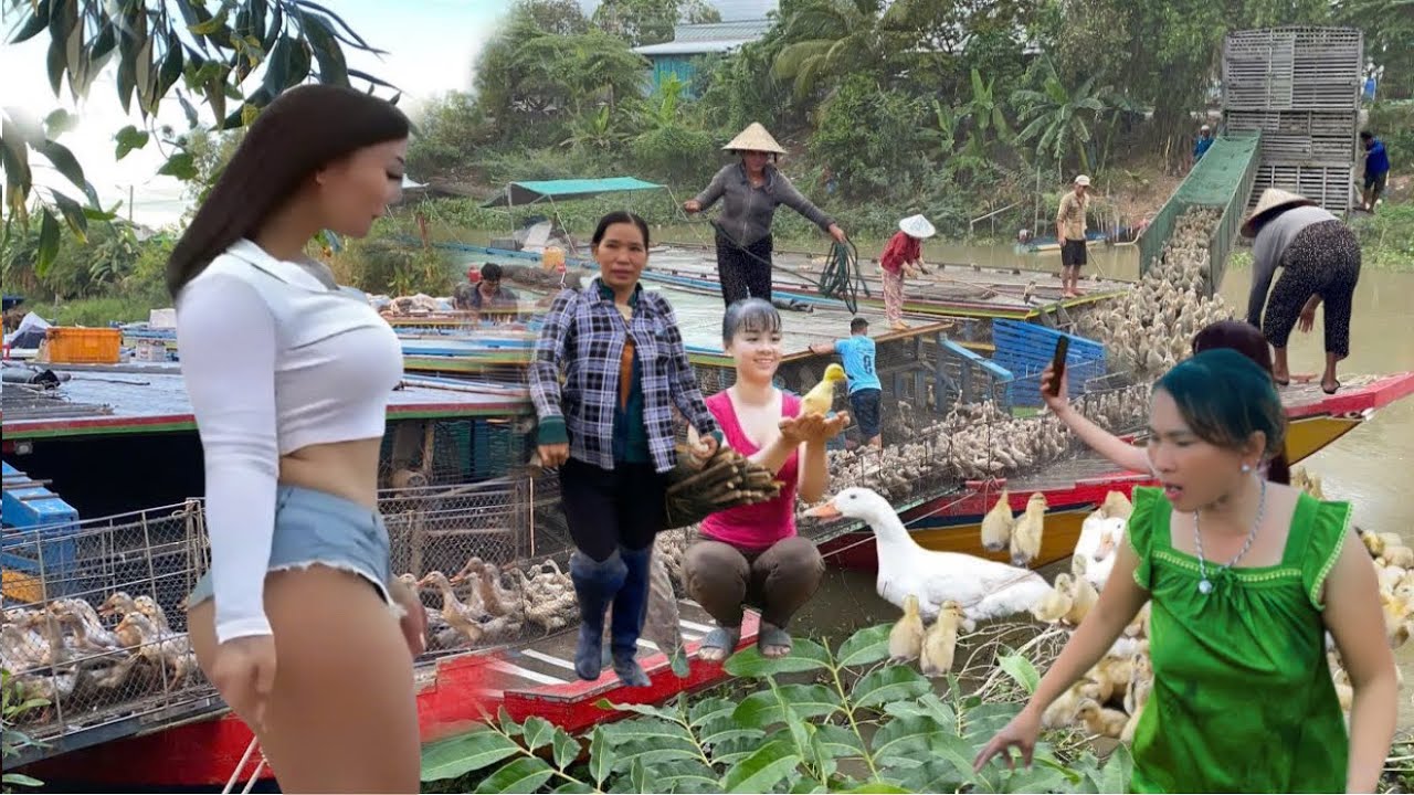 Full: videos about duck farming and life moving in an interesting and funny way,