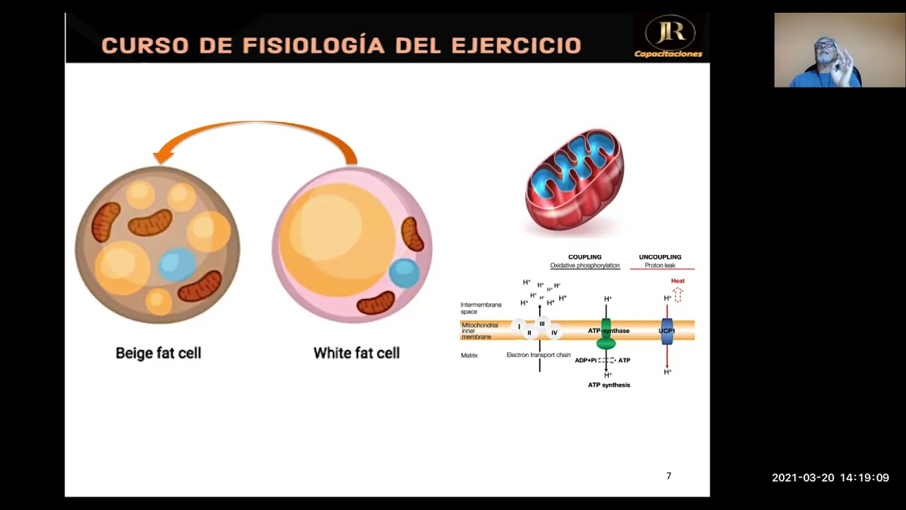 METABOLISMO ENERGÉTICO DE LAS GRASAS