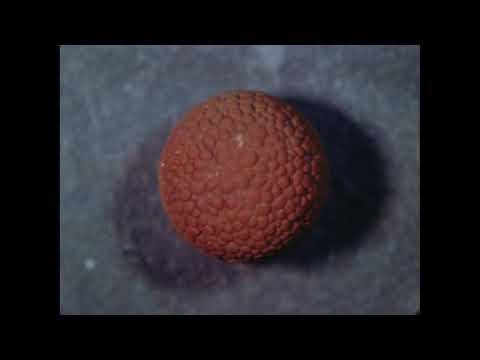 59.  Frog Egg I