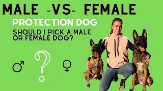 Male vs female protection dog