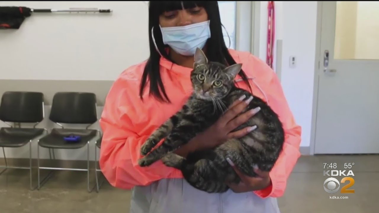 Owner Reunited With Lost Cat 5 Months After Devastating House Fire