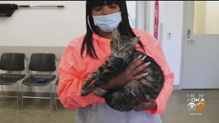 Owner Reunited With Lost Cat 5 Months After Devastating House Fire