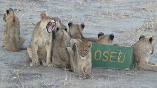 Early morning happiness with 10 lion cubs