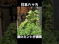 庭のミント満開！日本ハッカ  #Shorts