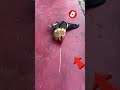 🤯Science experiment 🐓| hypnotize with chicken😱😱#experiment#viralvideo #science#hypnotize#shorts