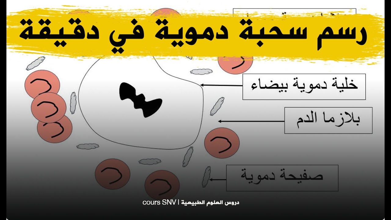 رسم كرية دموية حمراء و سحبة دموية لاستعمالها في الدروس و الامتحانات