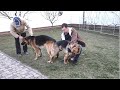 Немецкие овчарки Рой и Киара Ждём щенков в мае German Shepherd Dogs Roy and Kiara Soon the puppies