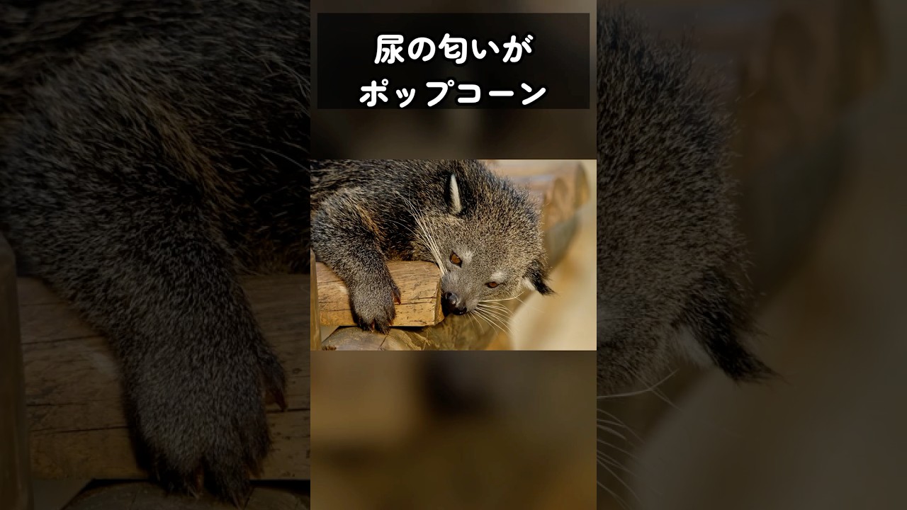 尿 ポップコーン の 匂い
