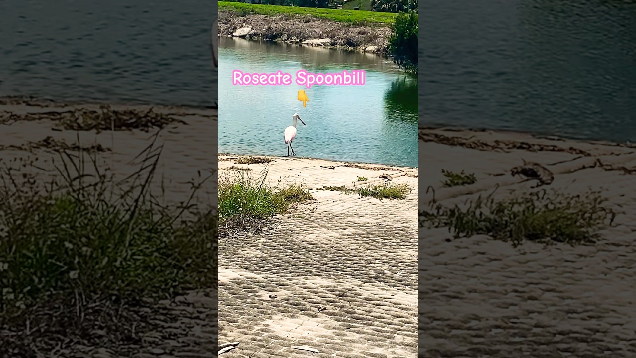 How Rare Is A Roseate Spoonbill? 