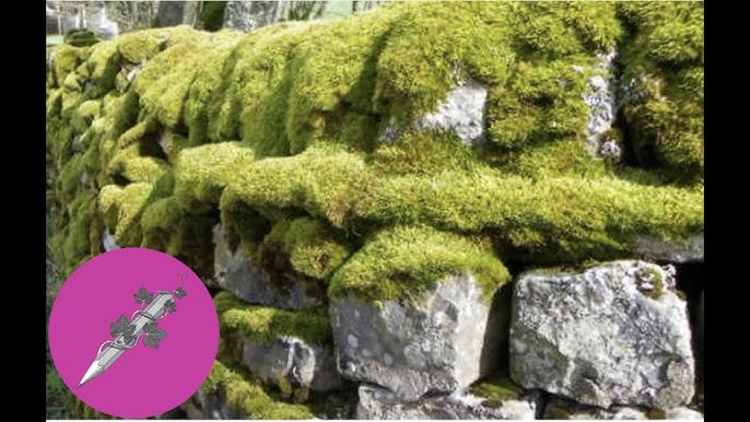 How to Grow a Moss Lawn