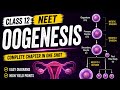 COMPLETE OOGENESIS 🔥 ONE SHOT ⚡ CLASS 12TH NEET 