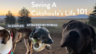 MY PUPPY WAS ATTACKED AND I SAVED HIS LIFE
