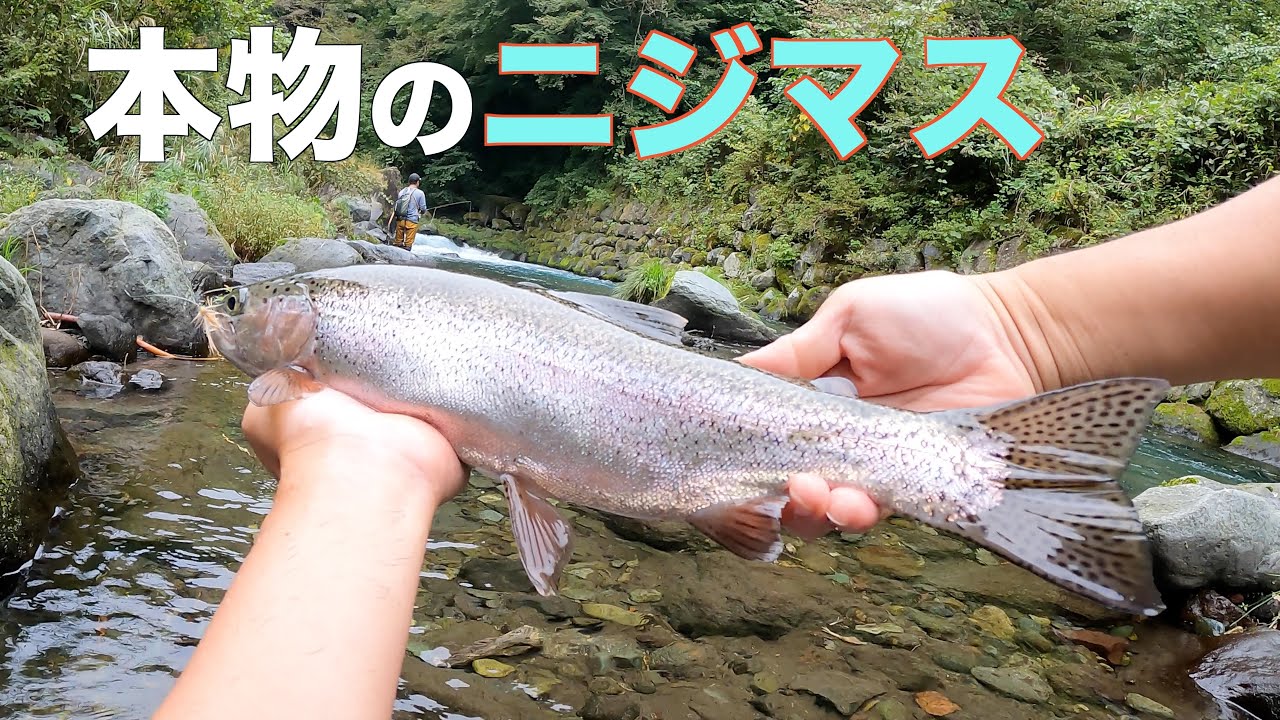 自然に適応し、ネイティブ化した本物のレインボートラウトを探す【本州