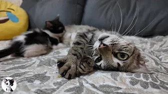 This Poor Kitten Became So Skinny… Finally at the Vet