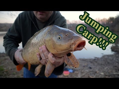 Jumping Carp!!! Fishing with new Carp rigs 