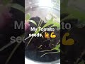 #midwest #food #Garden #grow #subscribe #vibe