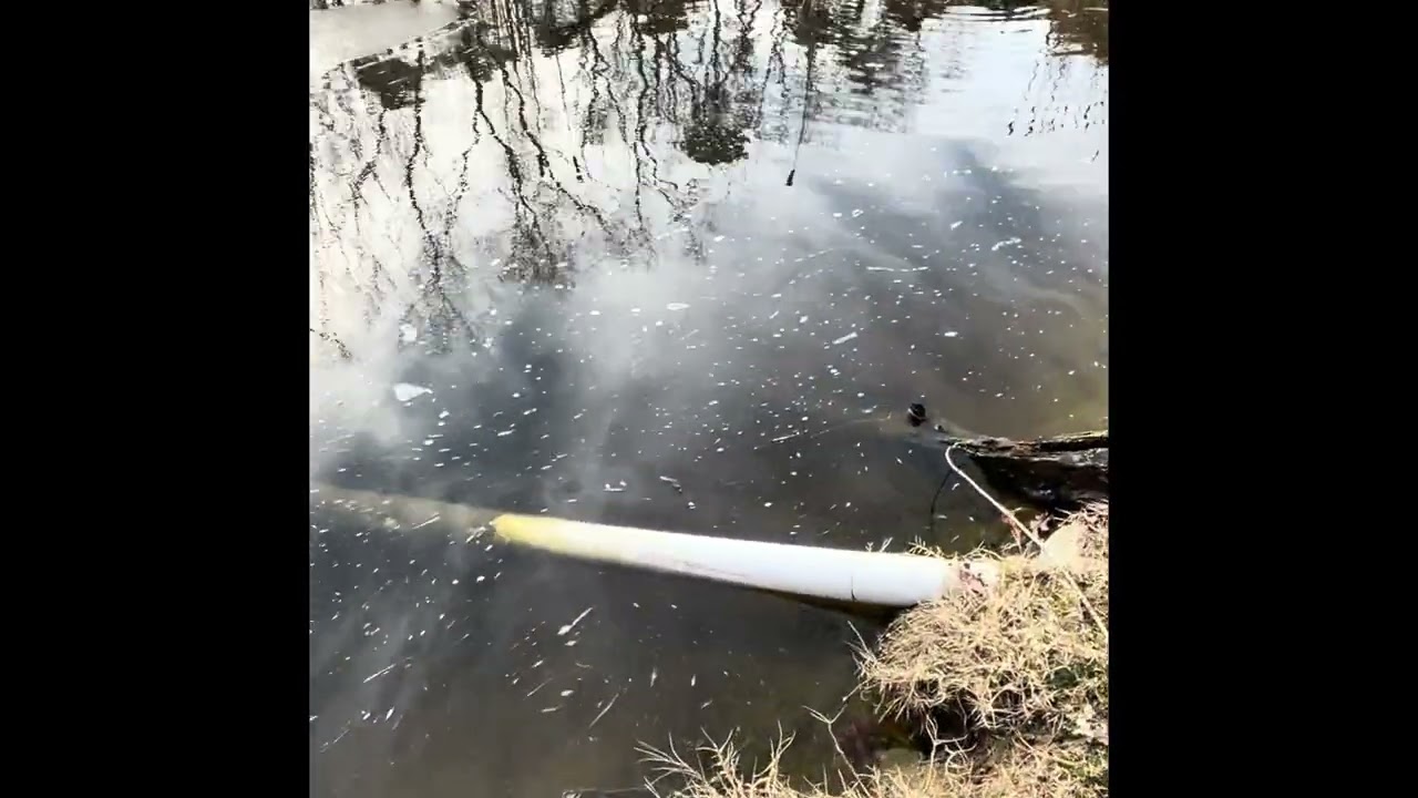 1/22/26 winter yard walk 