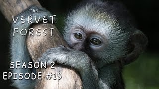 Tiny Vera and the Big Monkey Struggle / Babies Join the Troop  Vervet Forest  S2 Ep19