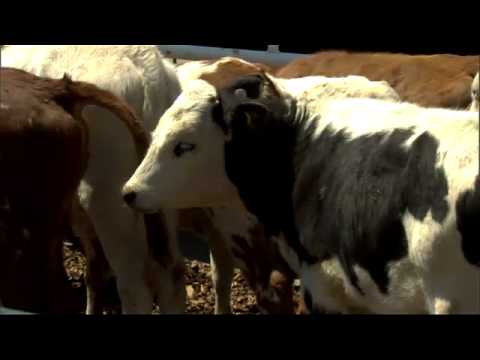 Video: Život Na Ranči Calgary Stampede Ranch - Matador Network