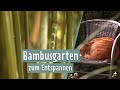 Bambus Sortenvielfalt Im Garten MDR Garten