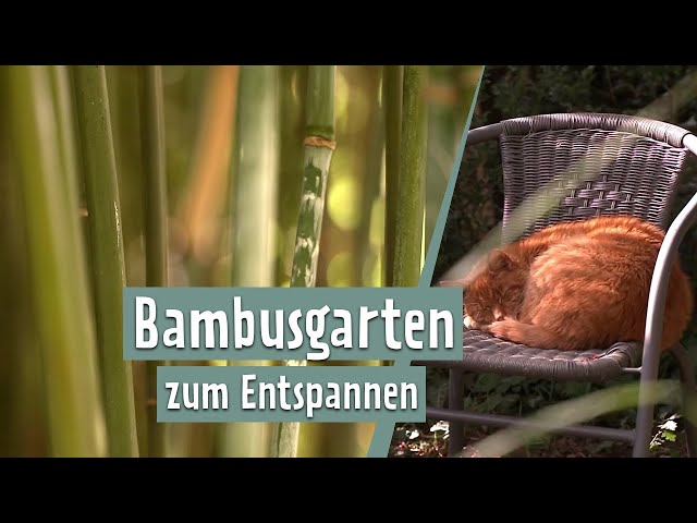 Bamboo - Variety in the Garden | MDR Garden - YouTube