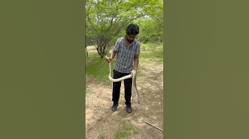 Indian rock python rescue