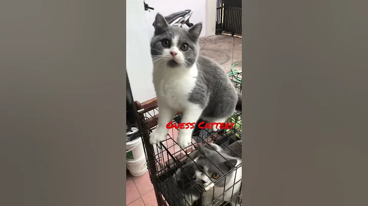 Video 8495311: cat britishshorthair kucing kitten, britishshorthair kucing catlover, cat kucing british, bicolor british