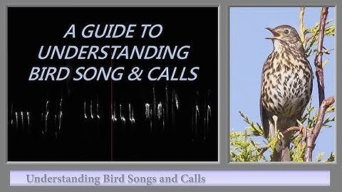 A GUIDE TO UNDERSTANDING BIRD SONG AND CALLS
