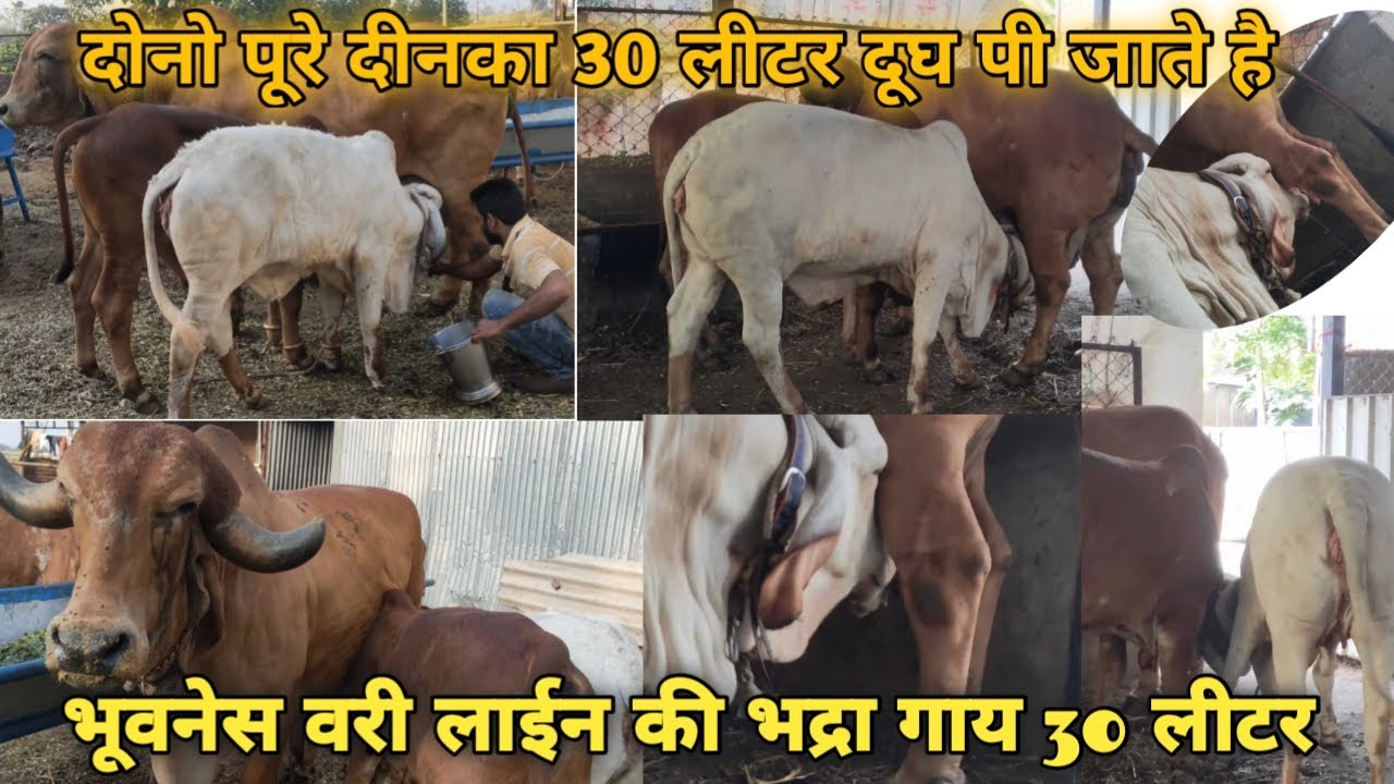 one of the best gir cowe .bhadra || best milkgi and breeding cow _ Maa ...