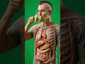 What Happens Inside Your Body When You Drink Green Tea? | 3D Medical Animation