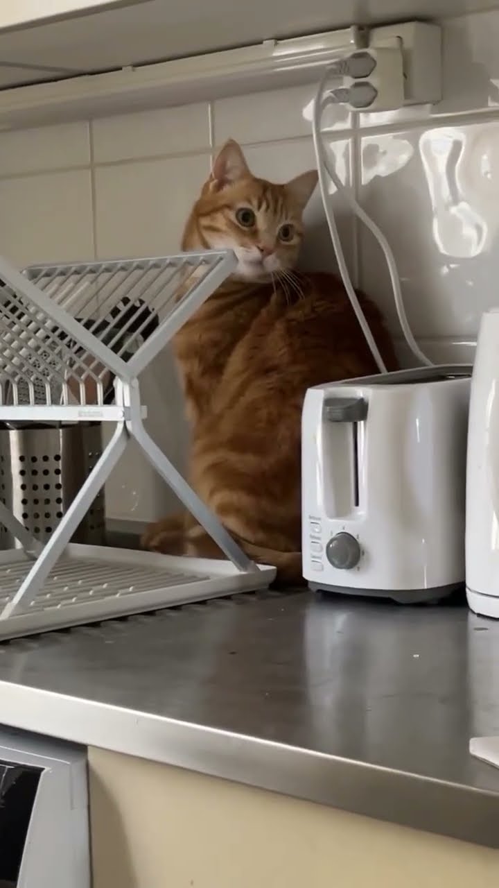 Bébé chaton oronge top